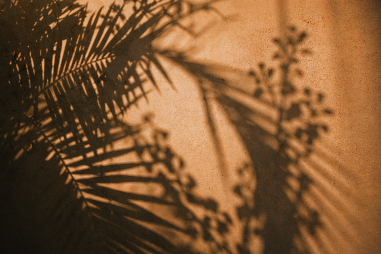 Shadows of palm leaves cast on a beige wall.