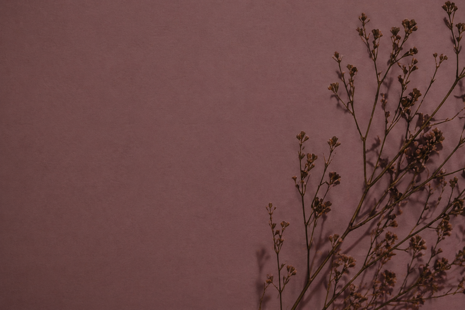 Dried flowers with small buds on a pink wall background