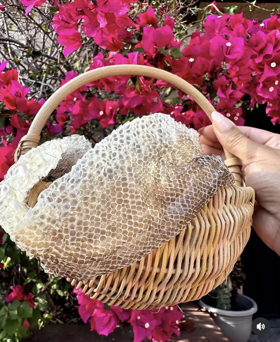 Snake Shed