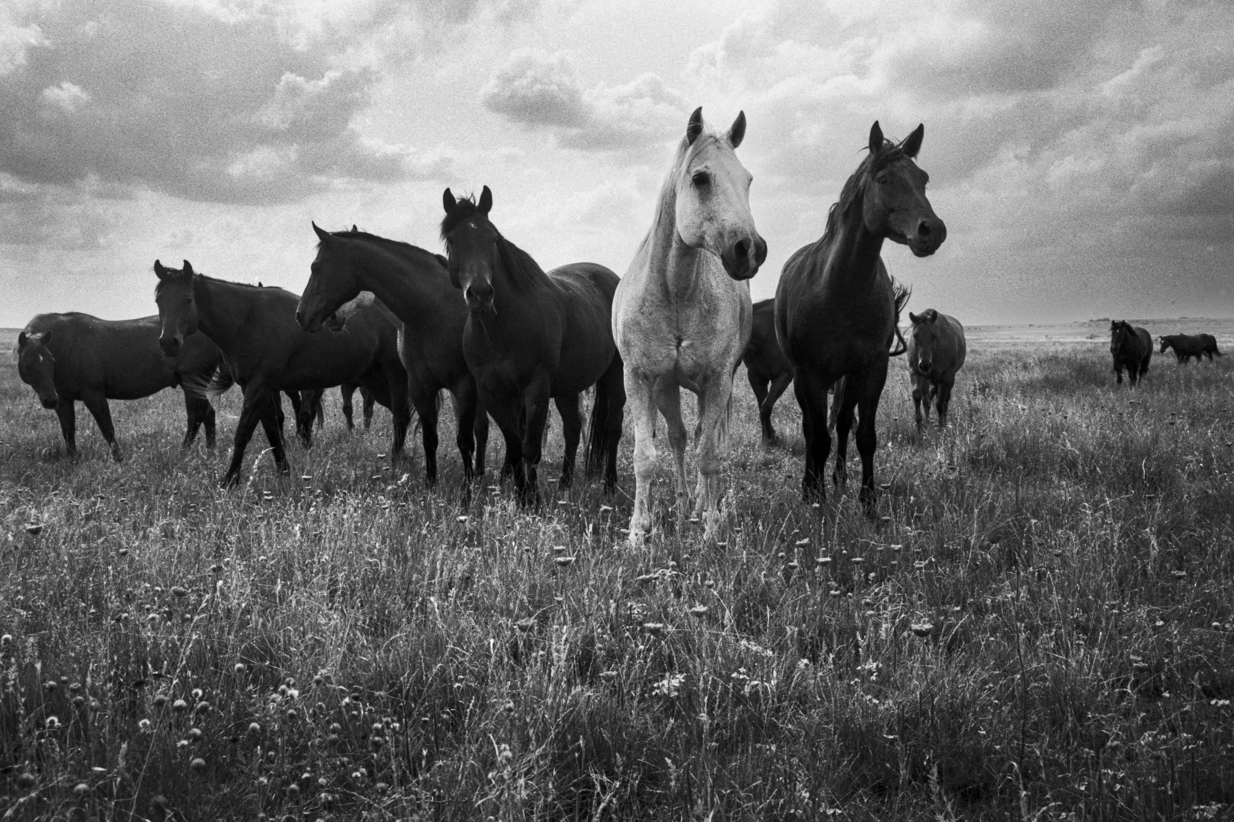 CowboyLasso_New_001045.jpg