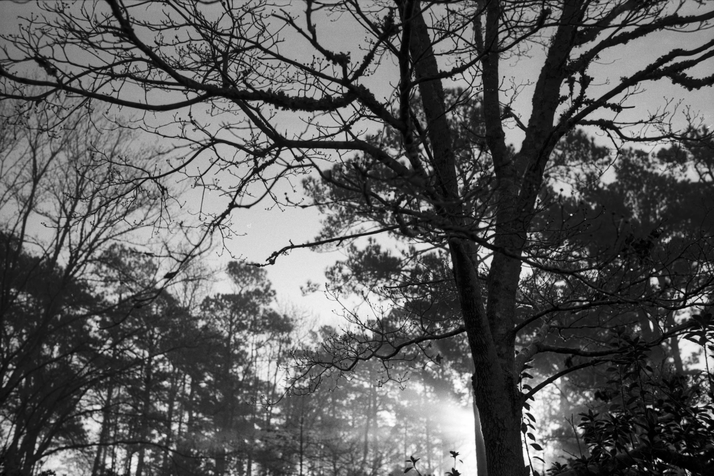 LG_000081.jpg