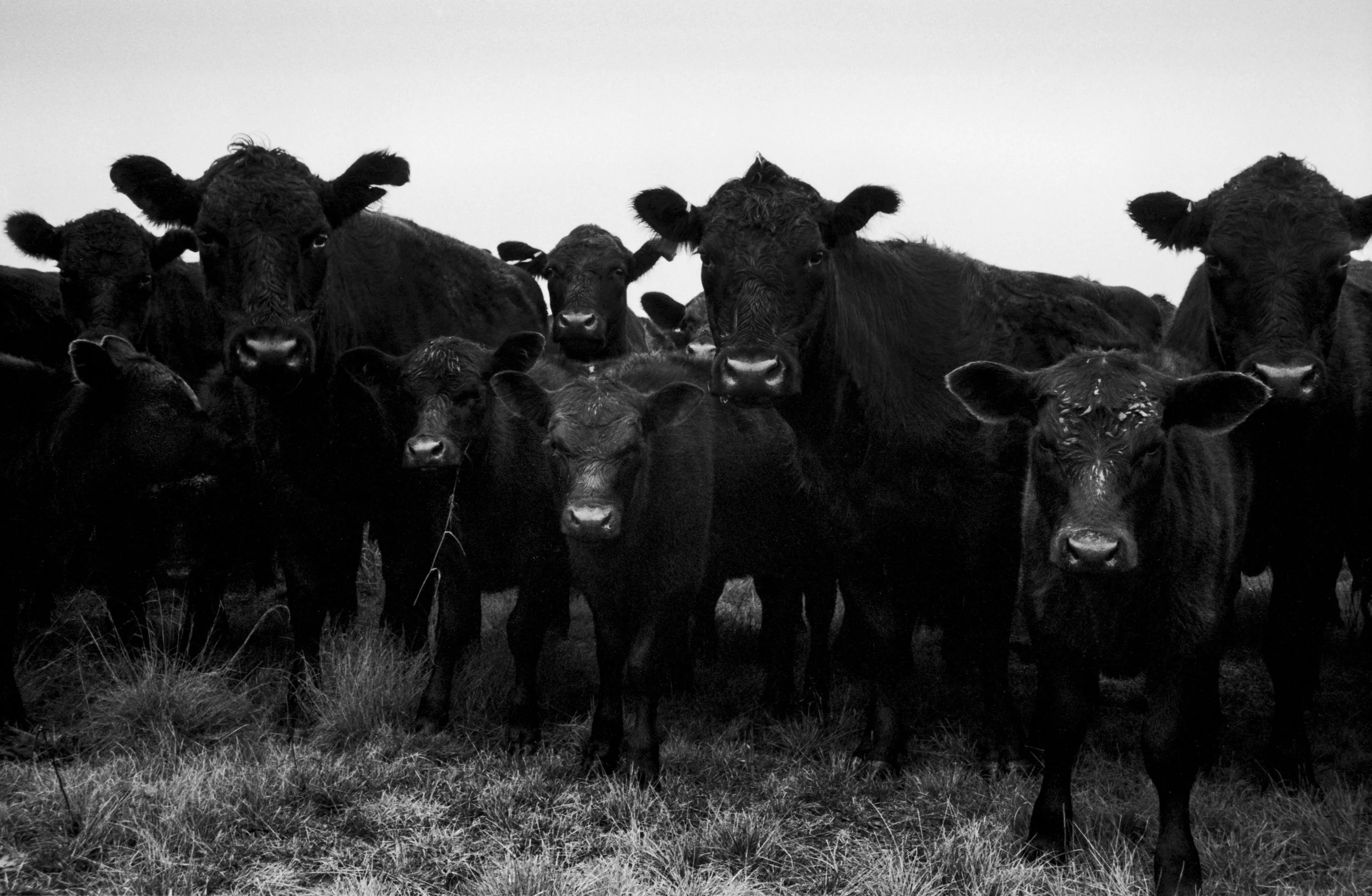 CowboyLasso_New__001053.jpg
