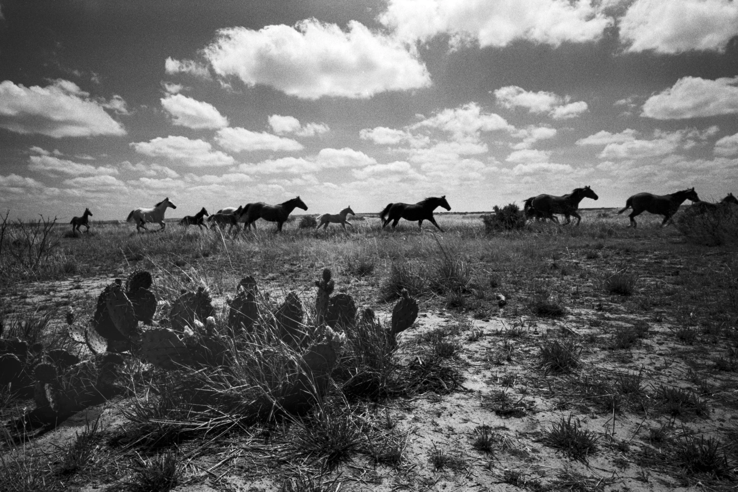 CowboyLasso_New_001017.jpg