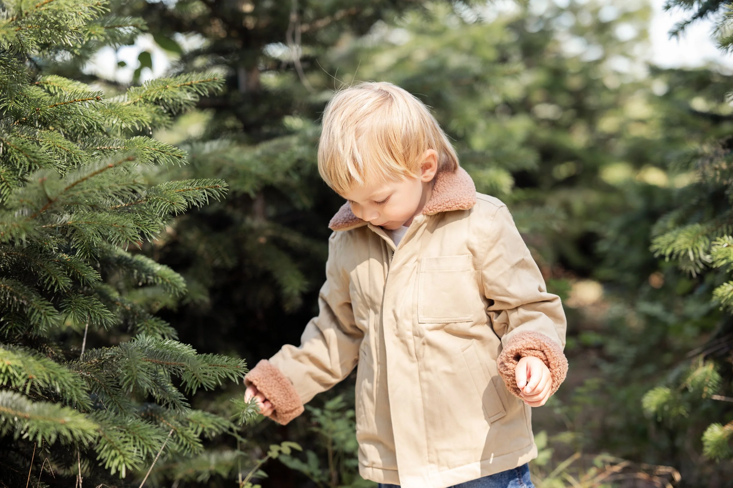 Toddler walking in christmas trees at a christmas tree farm in worcester, worcestershire during a family photoshoot