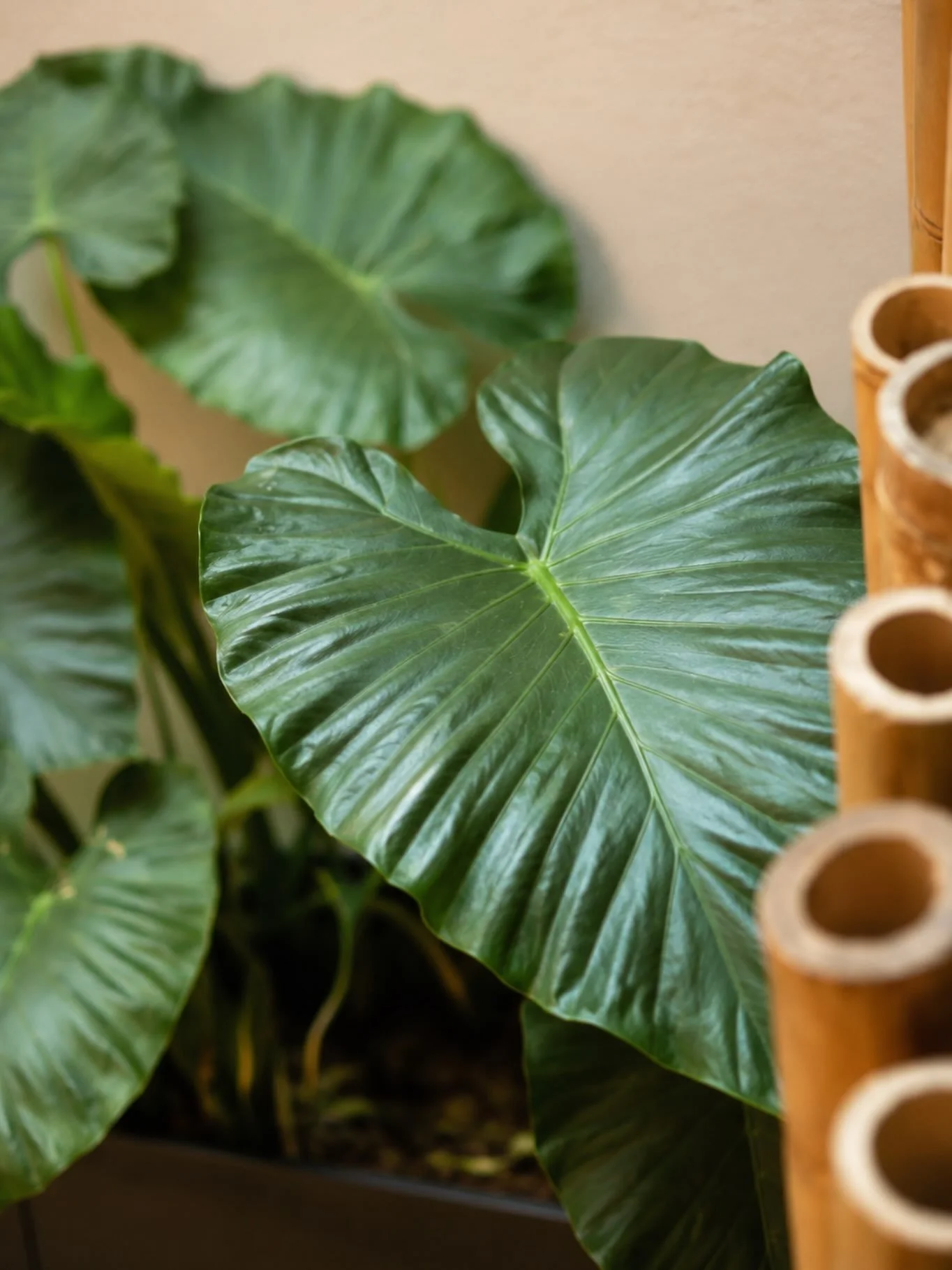 Los detalles hacen la diferencia. Cada rinc&oacute;n est&aacute; pensado para crear un ambiente donde el dise&ntilde;o, la naturaleza y la tranquilidad se encuentran.