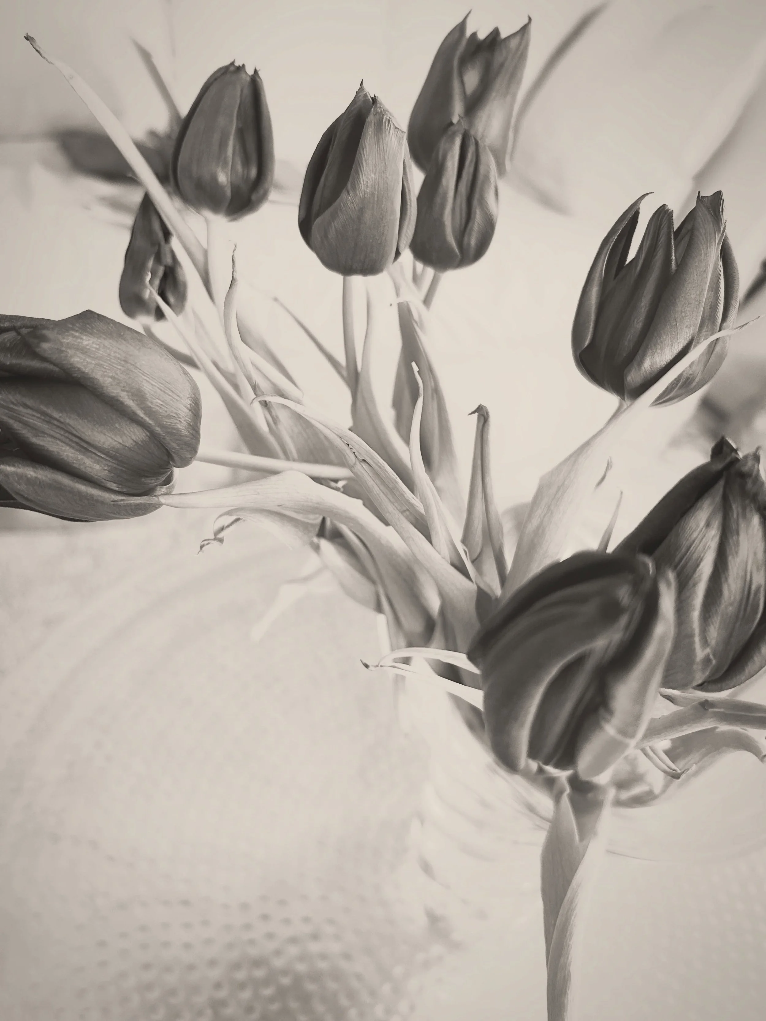 tulips 

the tulip grows from a heavy, layered bulb buried deep underground&hellip; storing its potential in the dark until it is ready to break through

even after they are cut, they continue to stretch, curve, and realign themselves toward the ligh