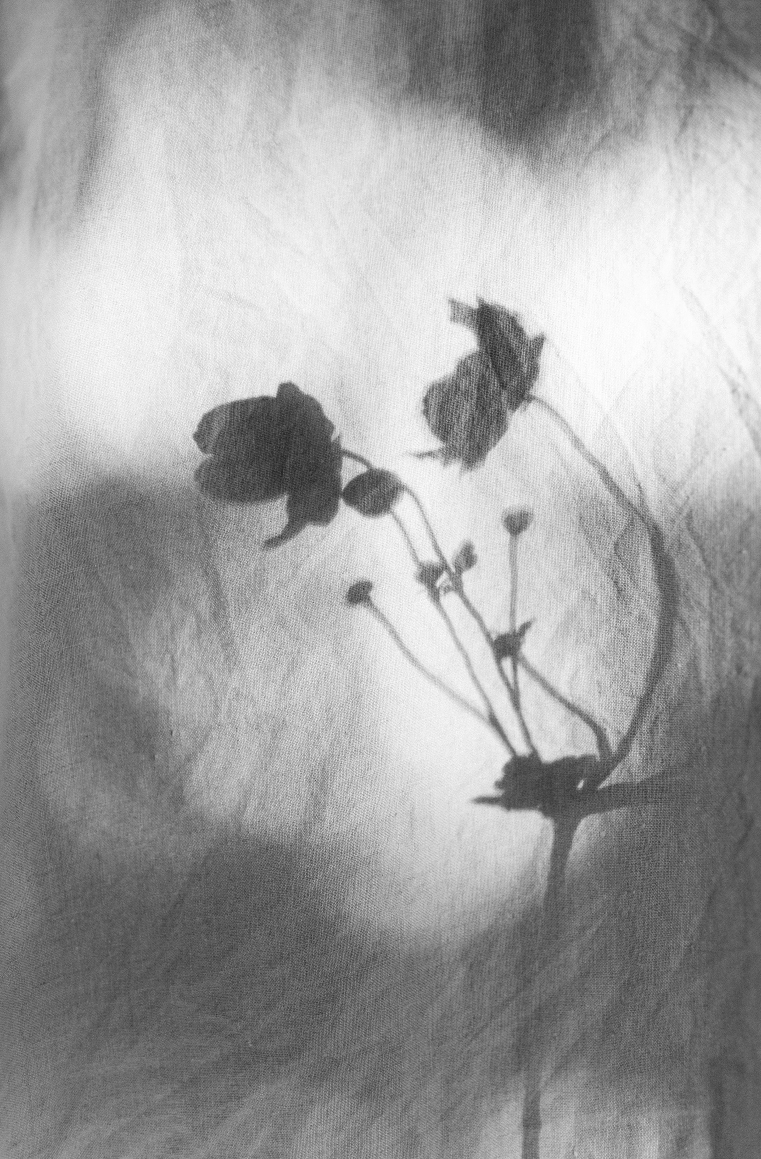 Black and white photograph of a dandelion seed head with some seeds attached, casting a shadow on a textured surface.