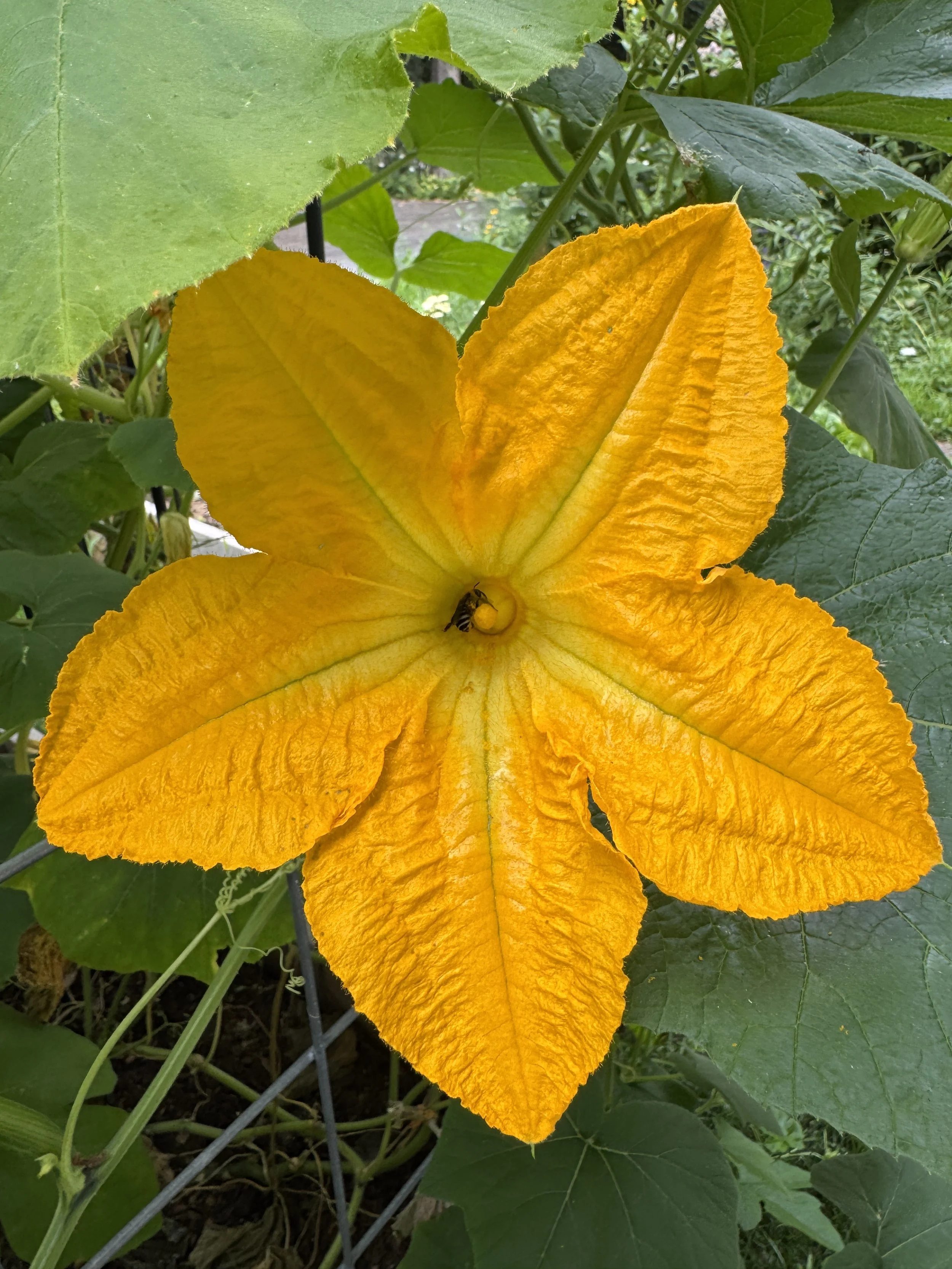 PLEASE, EAT the FLOWERS