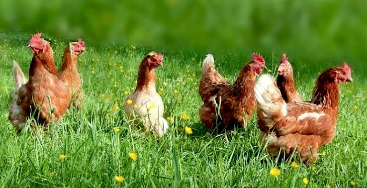 Animal Protein: Looking Beyond the Label