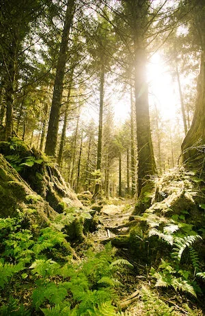 Forest Bathing: A Peaceful, Enjoyable Way to Fight Cancer