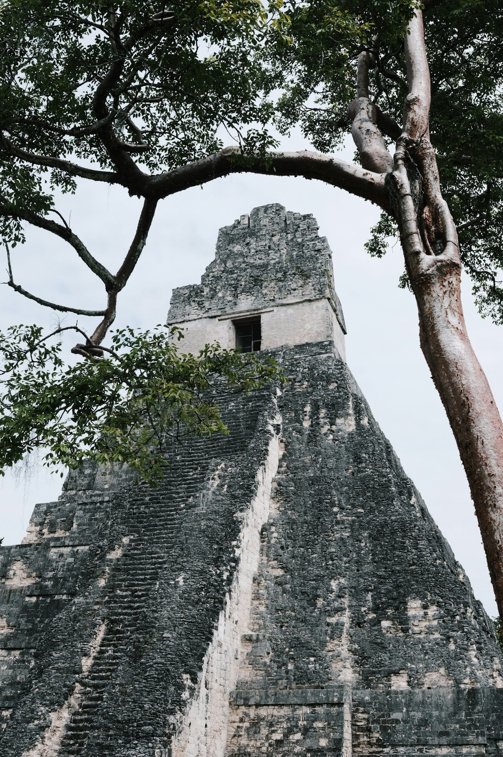 An ancient stone Mayan pyramid surrounded by lush green trees, with part of the structure visible through the foliage.
