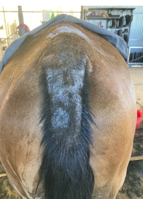 Understanding Sweet Itch in Horses