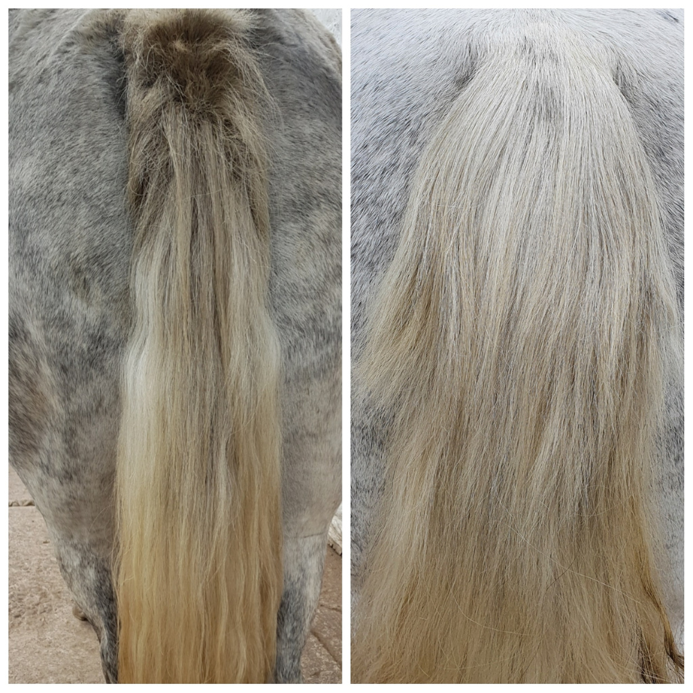 Why Horses Rub Their Tails — And How to Help Them
