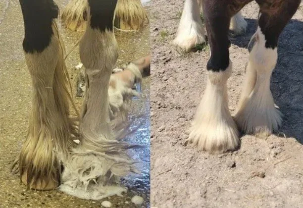 soft soap before and after.jpg