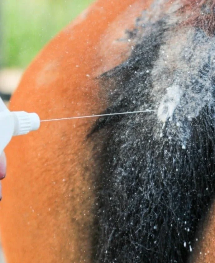 Sweet_itch_can_lead_to_horse_rubbing_its_tail.jpg