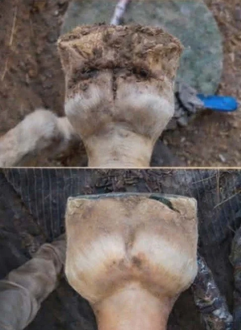 crack pack before and after.jpg