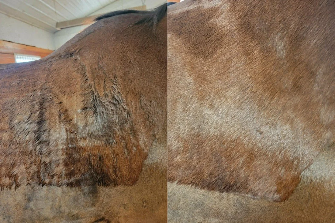 pony ownder before and after.jpg