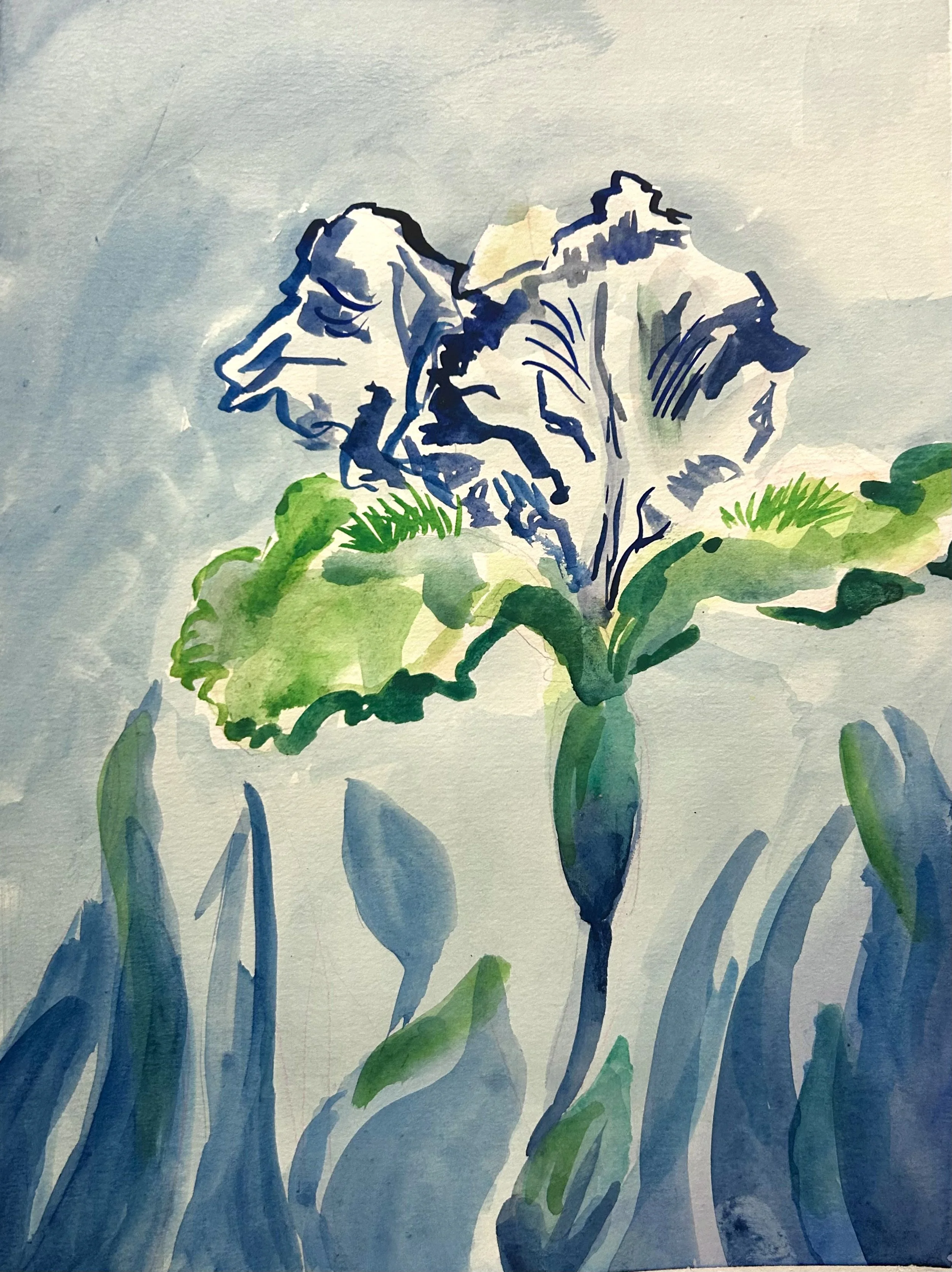 Blue Iris, Watercolor, 2025