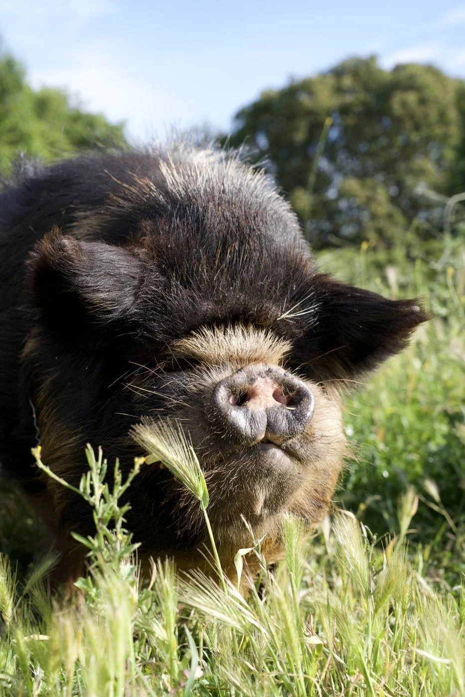 Close-up of a piglet with its eyes closed, lying in green grass with trees in the background.