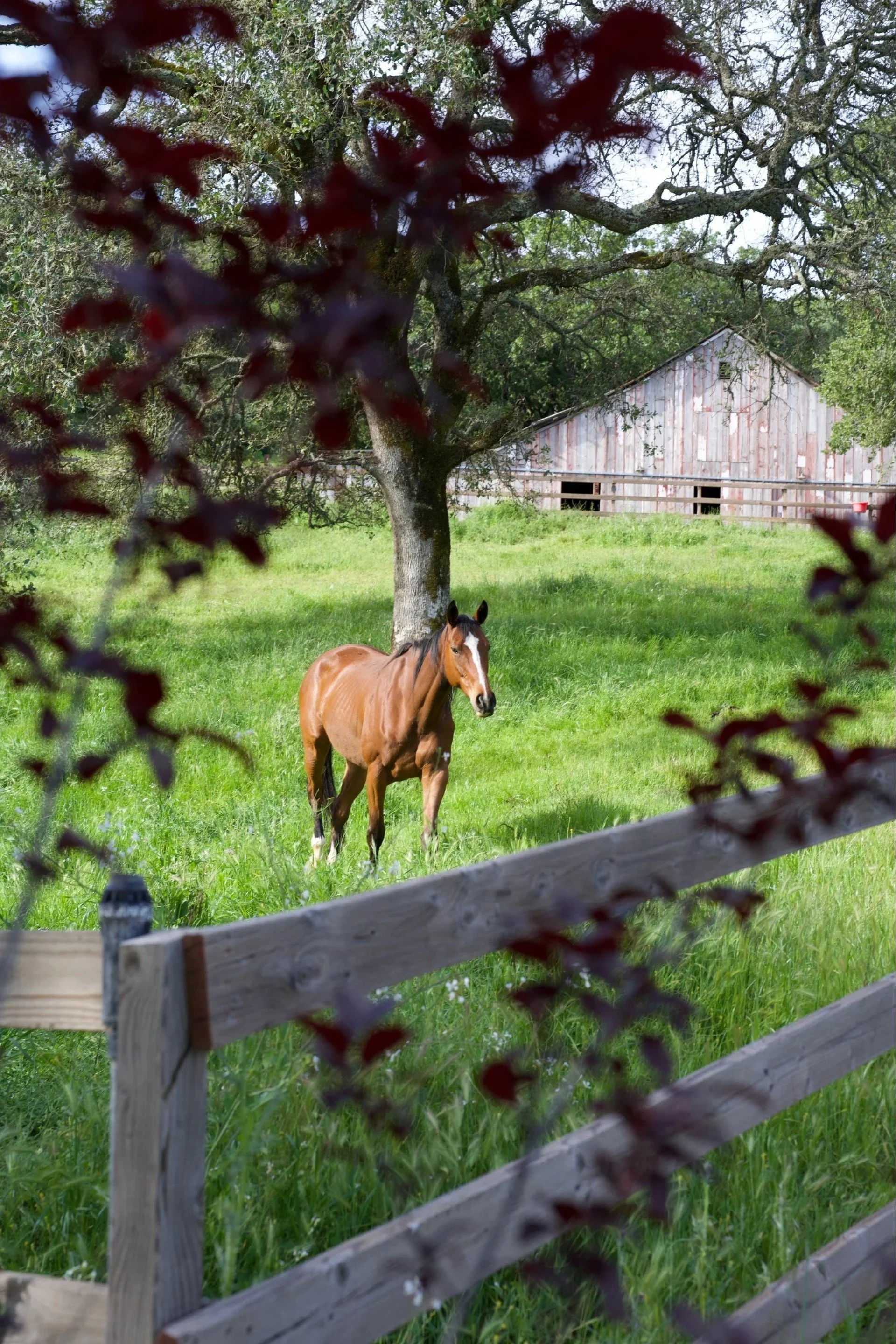 A brown horse with a white blaze on its face standing in a green pasture. A wooden fence in the foreground and a large, leafy tree in the background, with a barn in the distance.