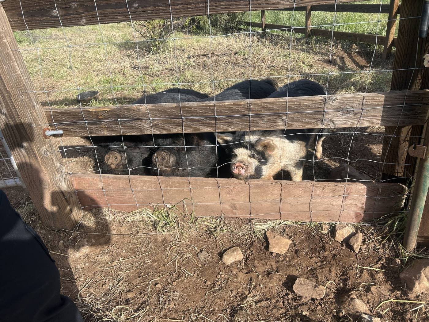 Three piglets, two black and one spotted, lying down behind a wooden and wire fence in an outdoor pen with grass and dirt.