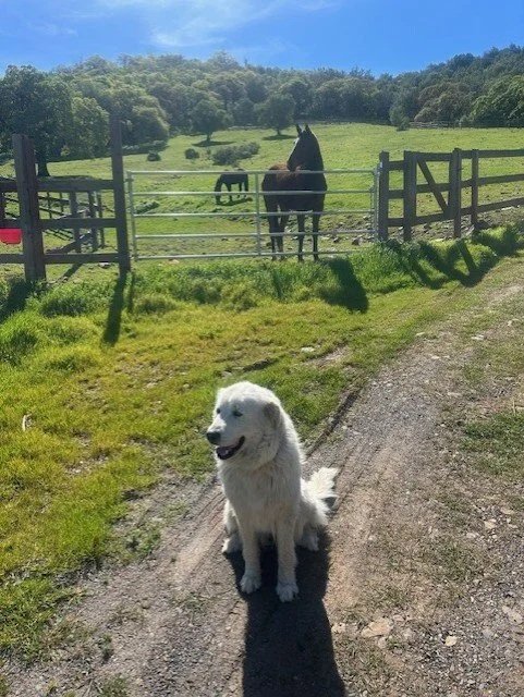 A white dog sitting on a dirt path in front of a farm fence, with horses grazing in a green field behind.