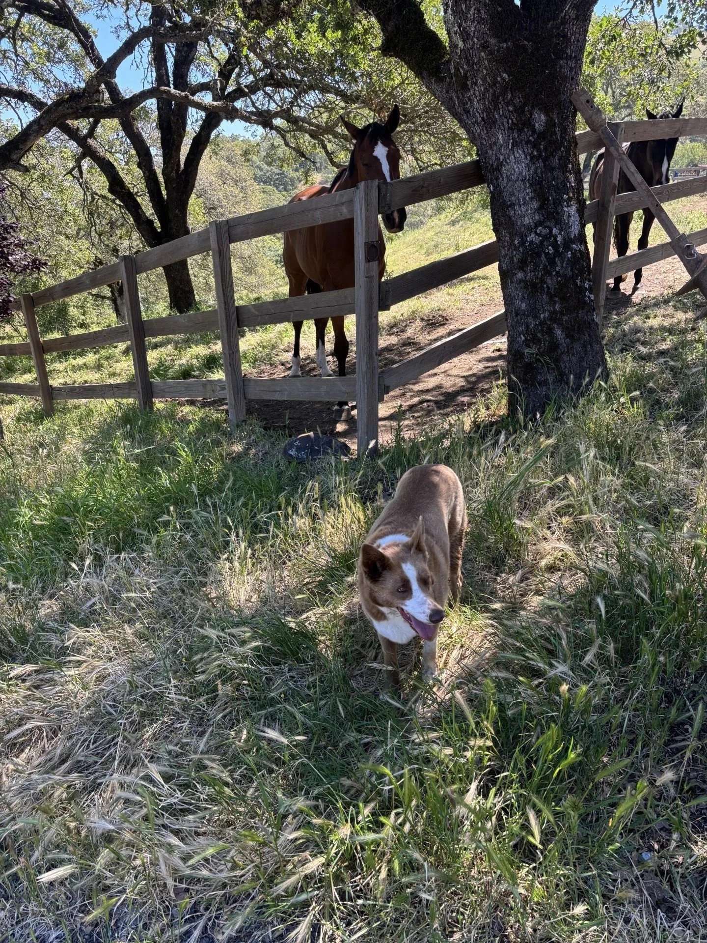 A brown and white dog walking through tall grass in front of a fence and two horses behind a tree with green leaves.