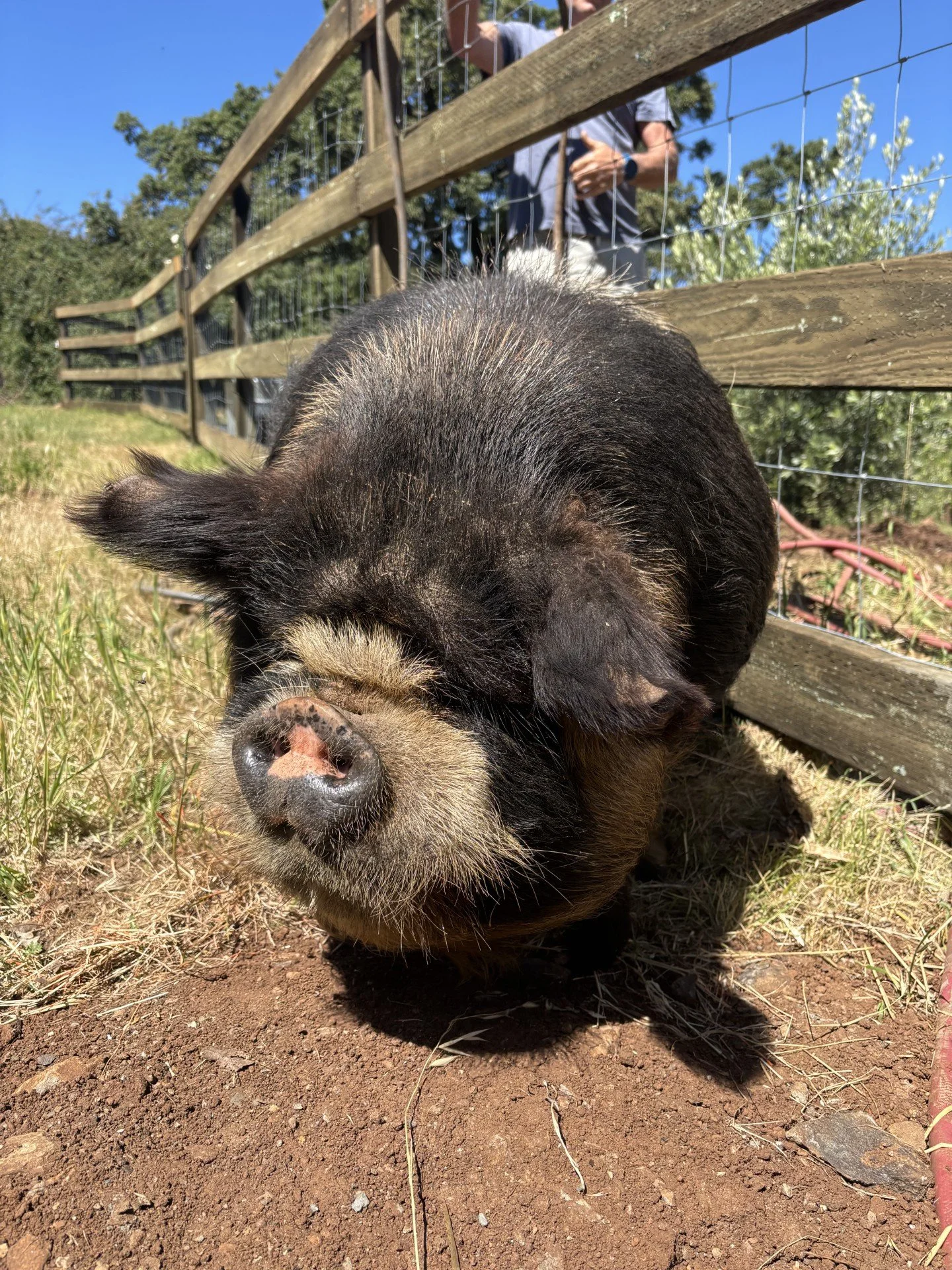 Close-up of a piglet lying on the ground with a wooden fence and a person in the background.