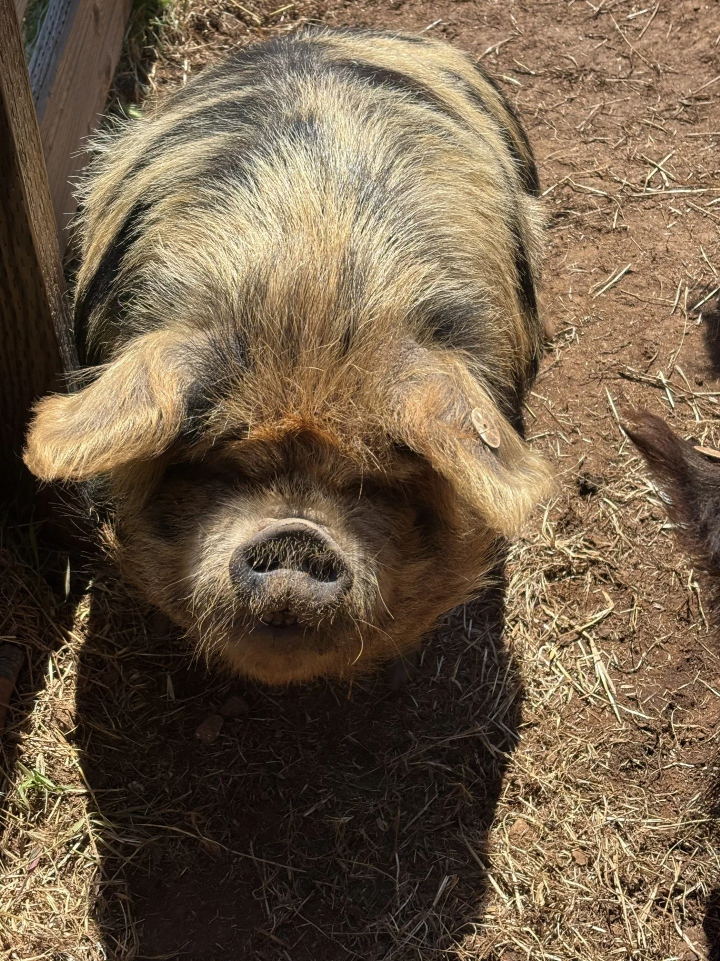 A pig lying on the ground with eyes closed, in a farm setting.