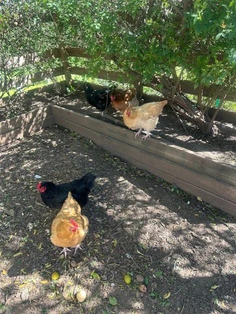 Four chickens in a dirt yard with a wooden planter and green bushes, some chickens on the ground and others on the planter.