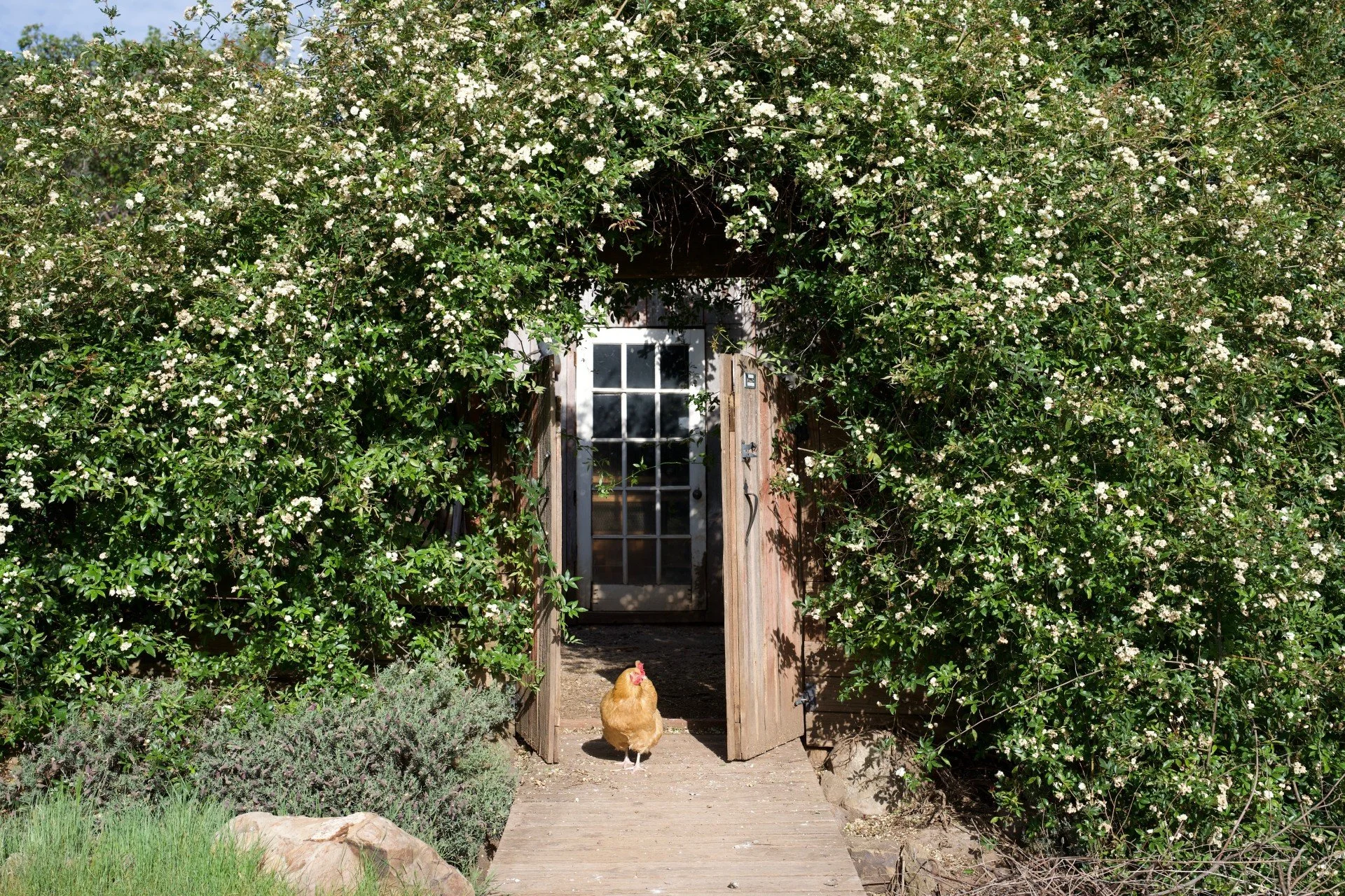 A chicken standing on a wooden pathway in front of a small garden shed with a glass-paneled door. The shed is surrounded by lush green foliage and blooming white flowers. A large rock and some low plants are visible in the foreground.