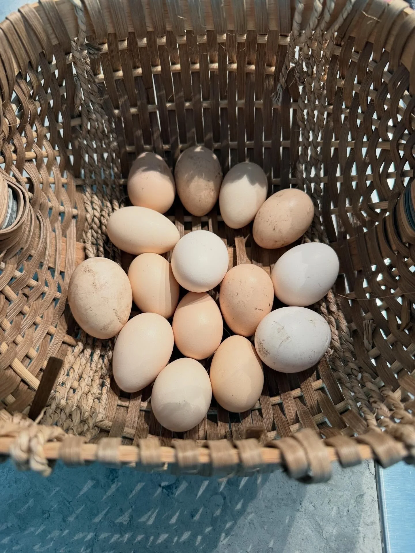 Chicken or the Egg? #perspective #evolution #chicken #coop