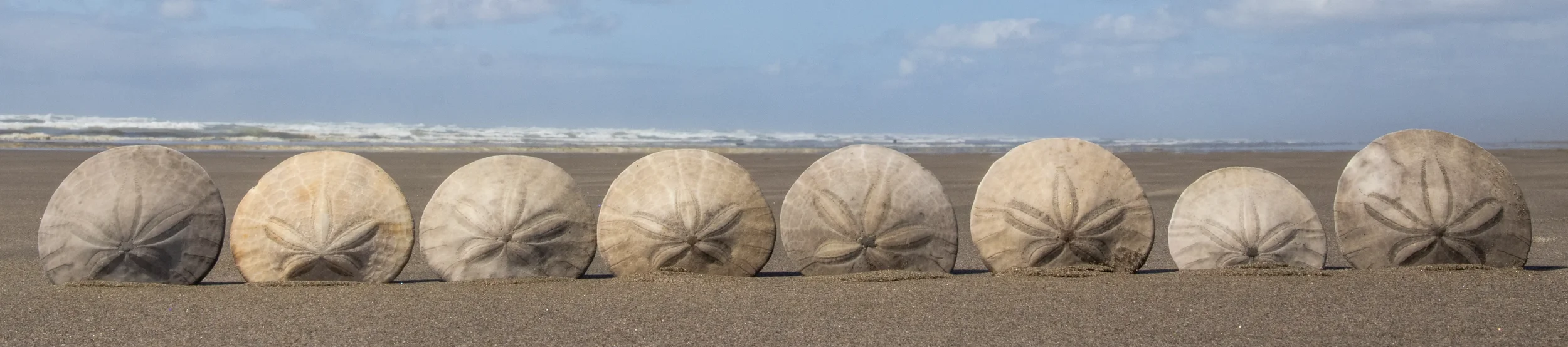 Seven sand dollars standing upright in a row on a sandy beach with ocean waves in the background, representing the natural balance and gentle healing principles of Ortho-Bionomy