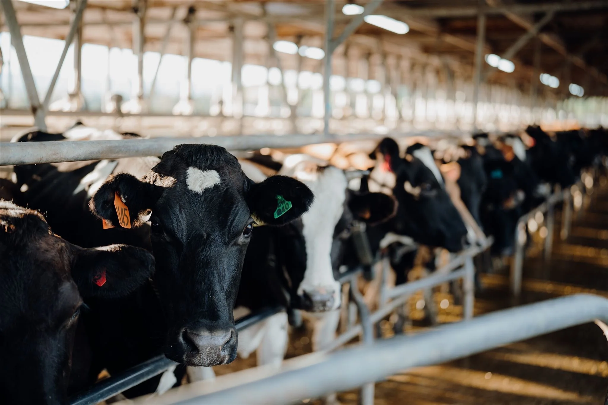 Black and white calves with ear tags inside a barn on a farm.