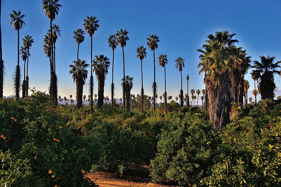 A Southern California landscape with tall palm trees and lush green bushes against a clear blue sky.