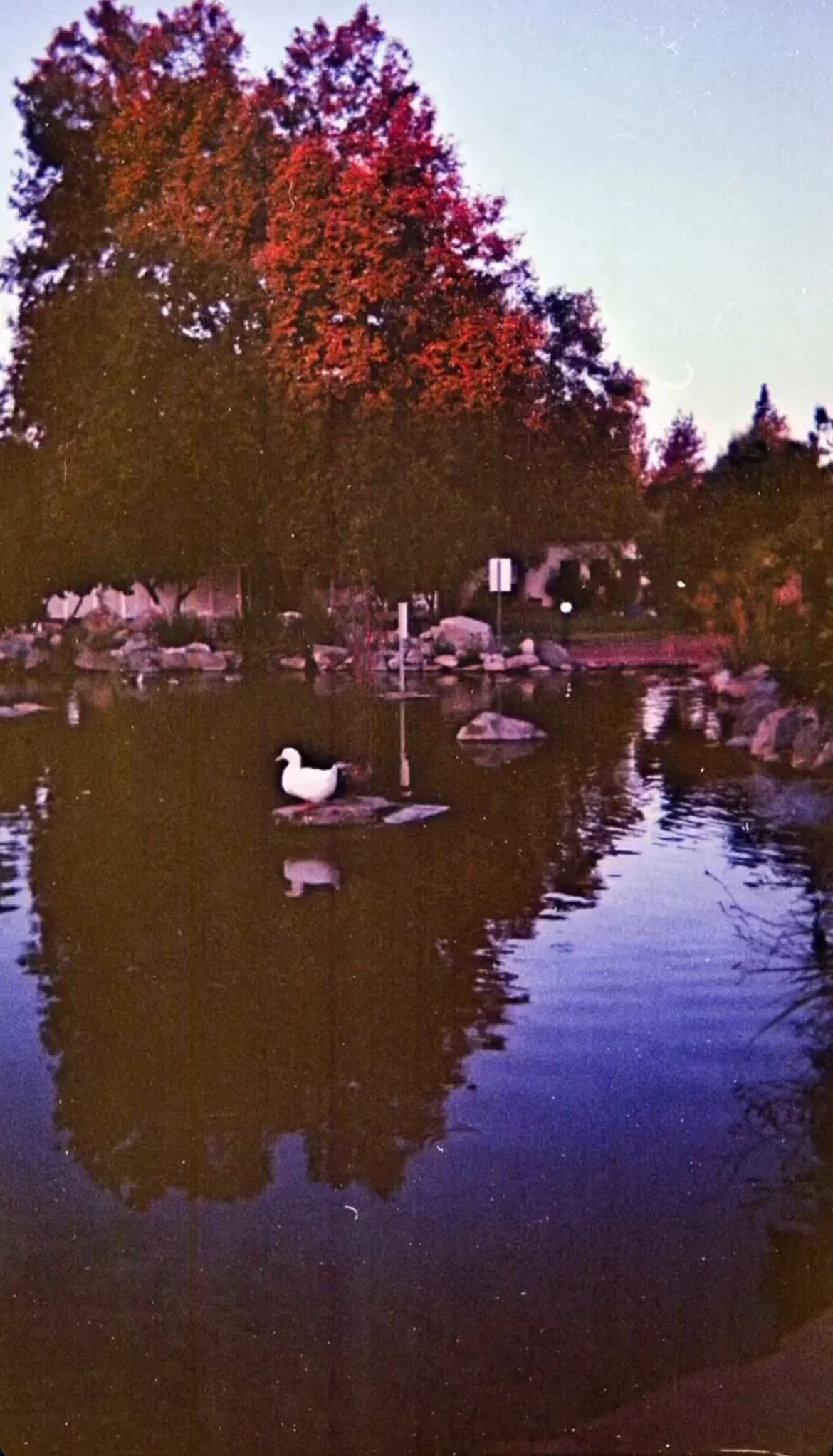 IMG_9254.jpeg