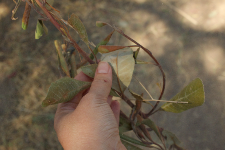 A hand holds a vine with green and yellow leaves.
