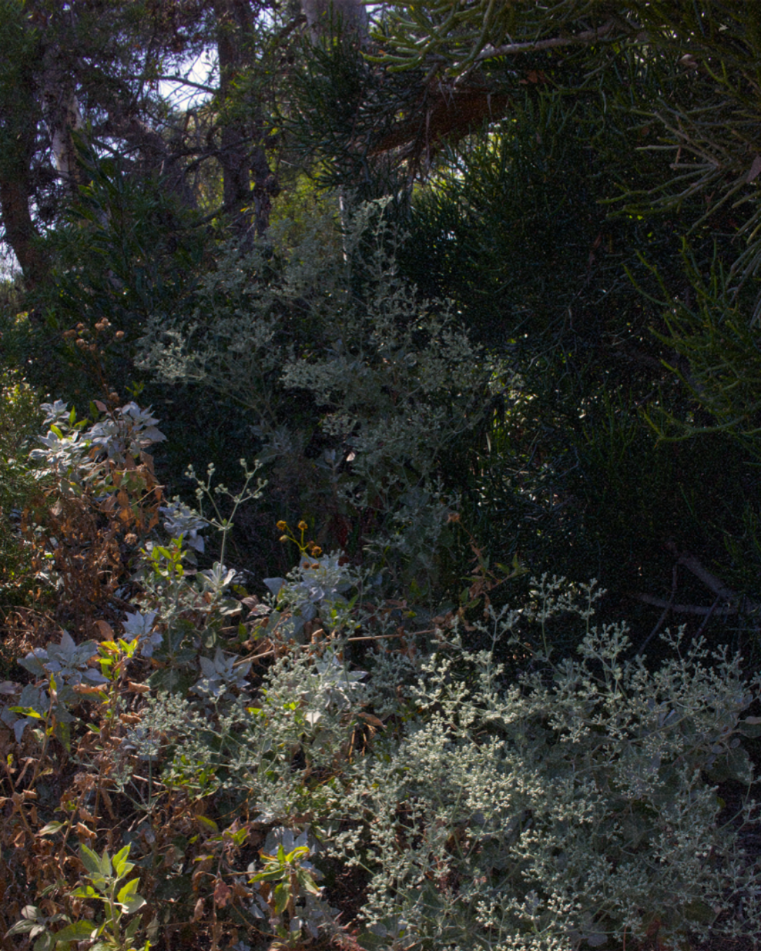 A dense, shadowy area of garden dense with various green and gray foliage, bushes, and trees.