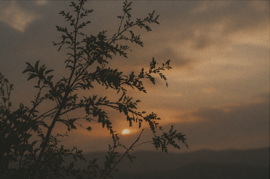 Silhouette of a tree branch with the sun setting behind distant mountains in a cloudy sky.
