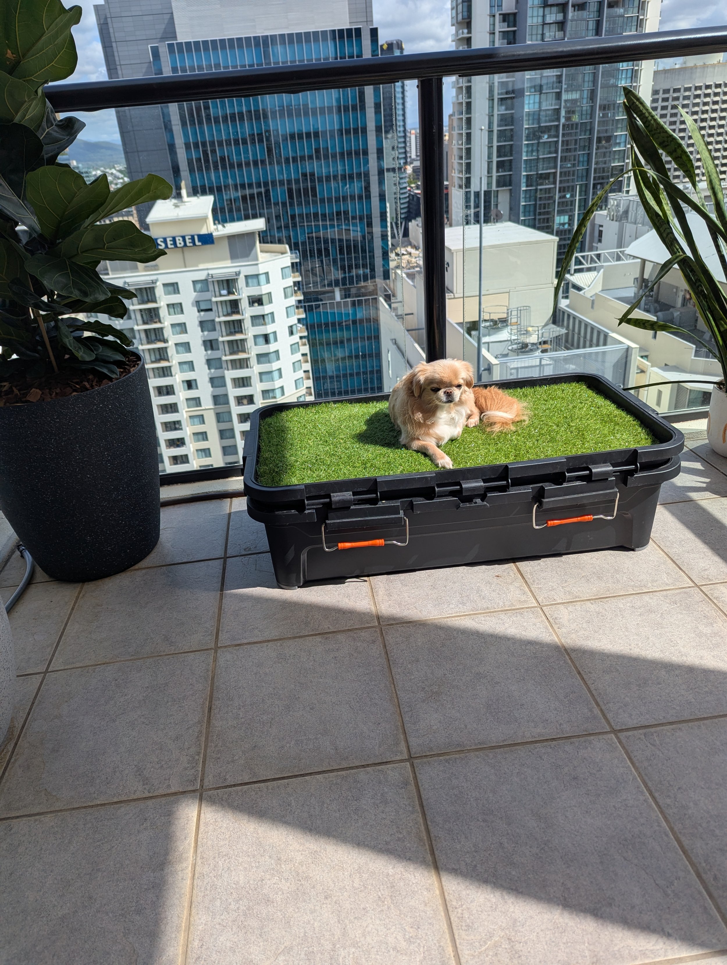A small dog laying on a patch of artificial grass on a balcony with city buildings in the background.