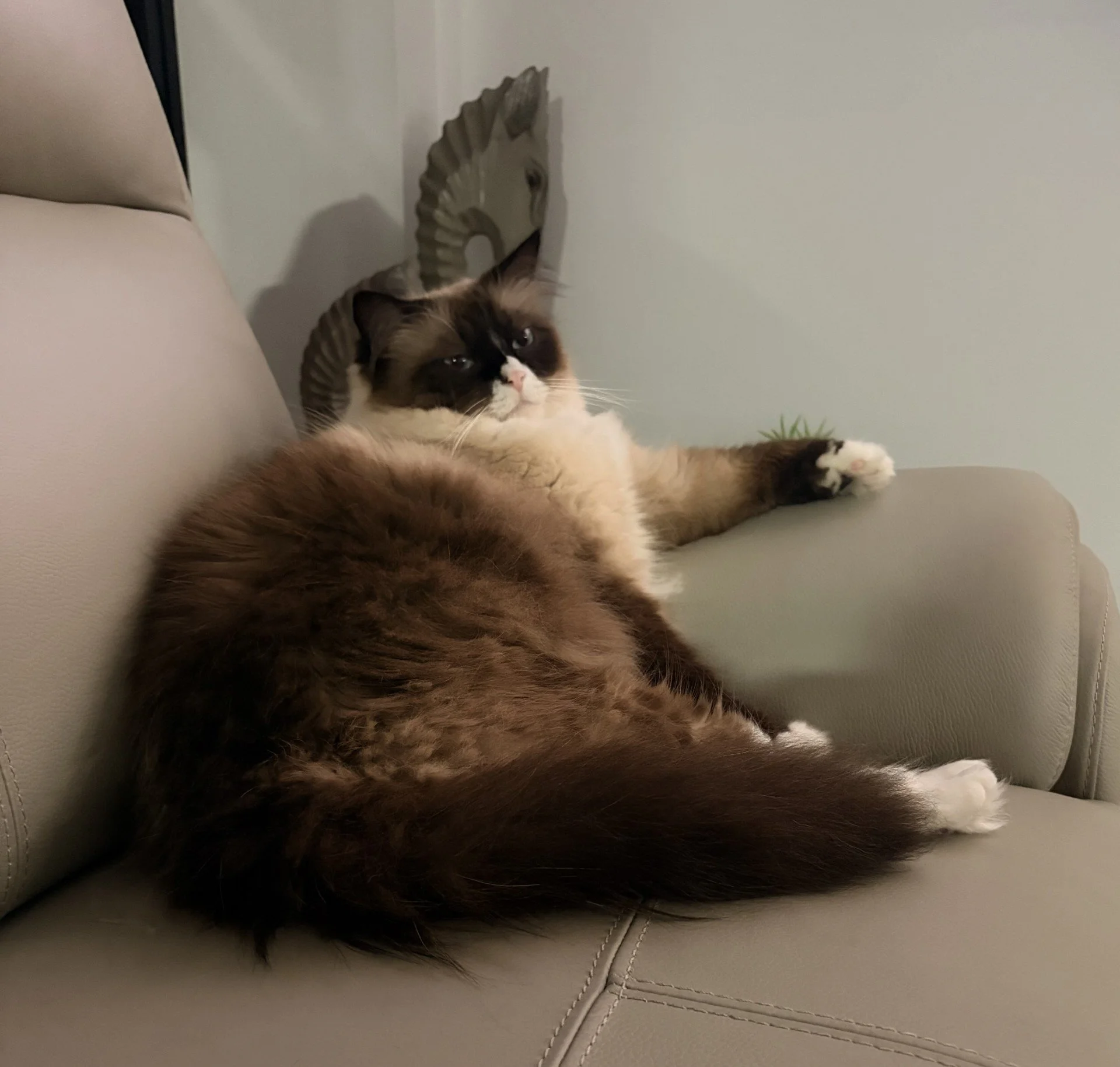 A fluffy, multicolored cat with a white face and paws, laying on a light gray leather couch, with a wall and a decorative wooden sculpture of a horse in the background.