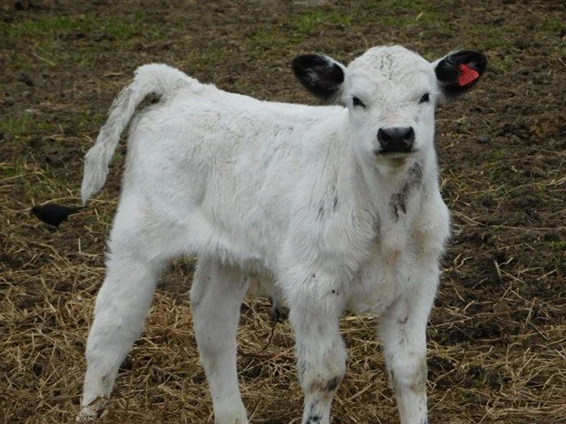 Calving Season, Reasons or Excuses?