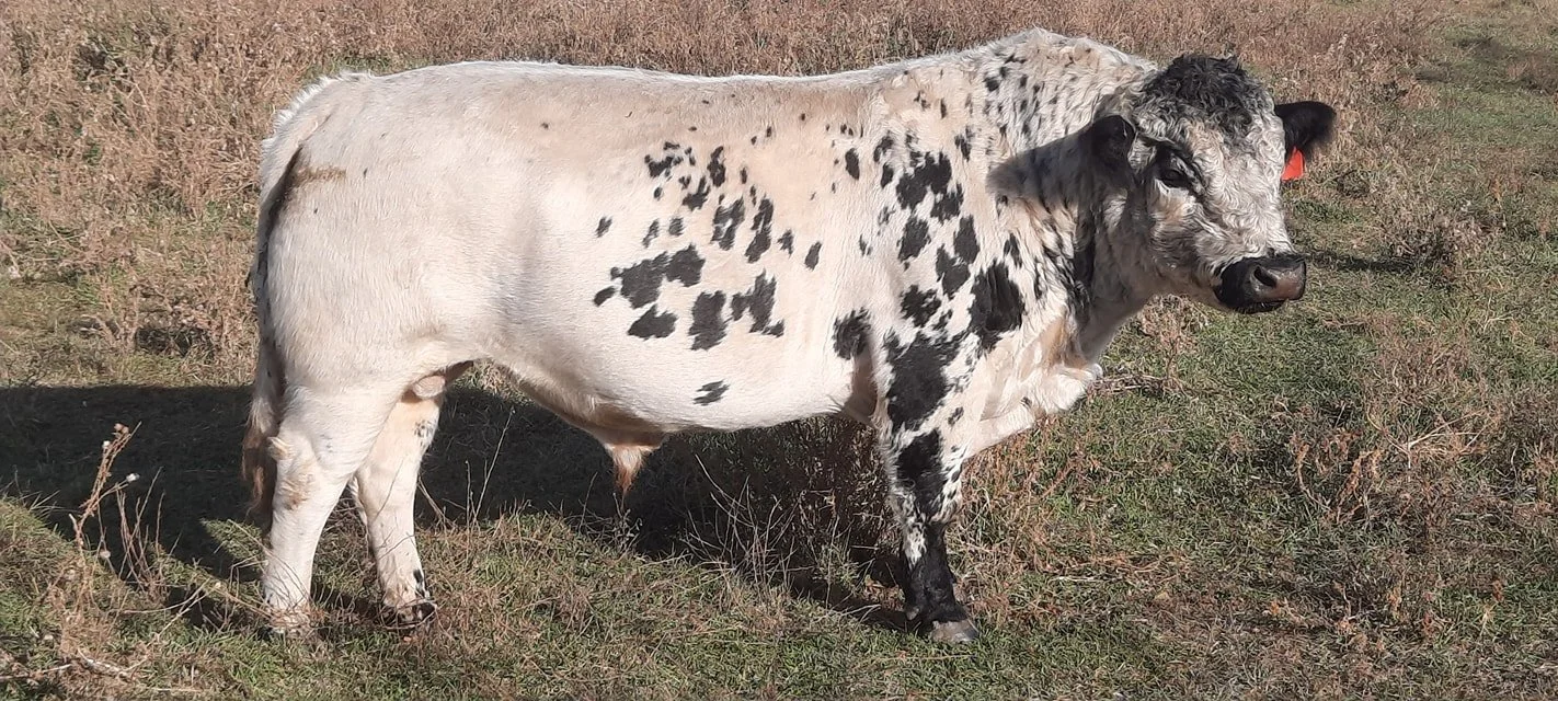 Fly Season and Bull