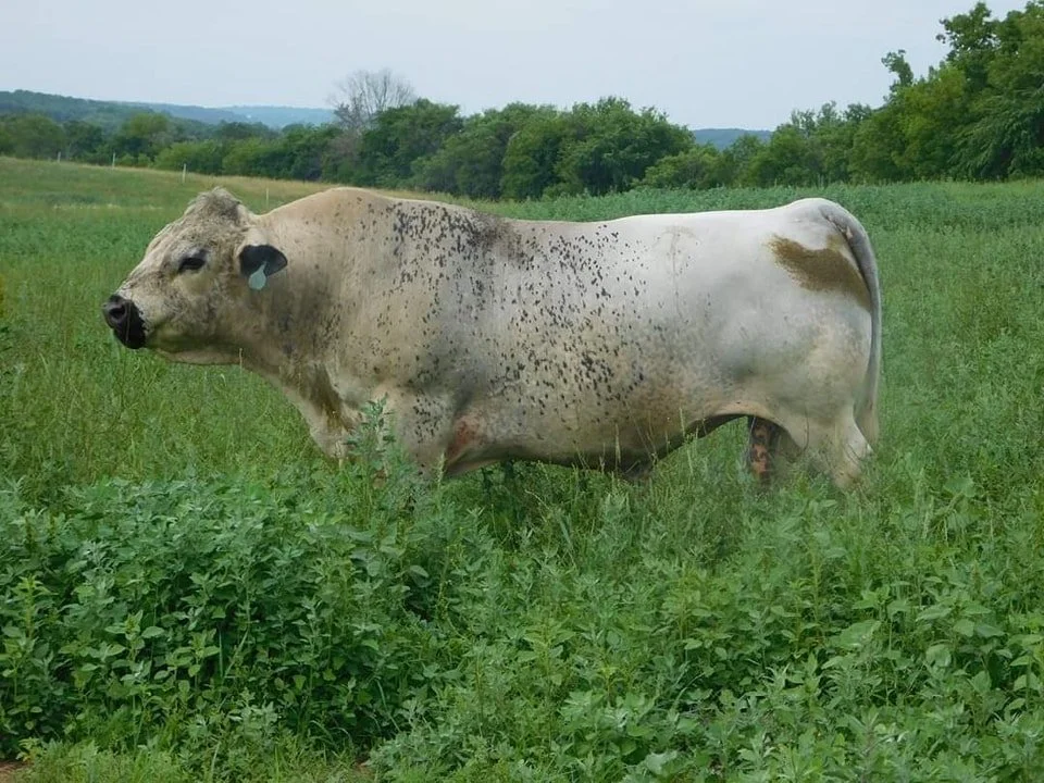 JWest Little Elvis Semen