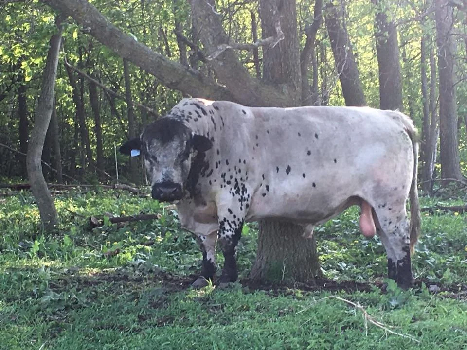 NT Ambassador 101Y Semen