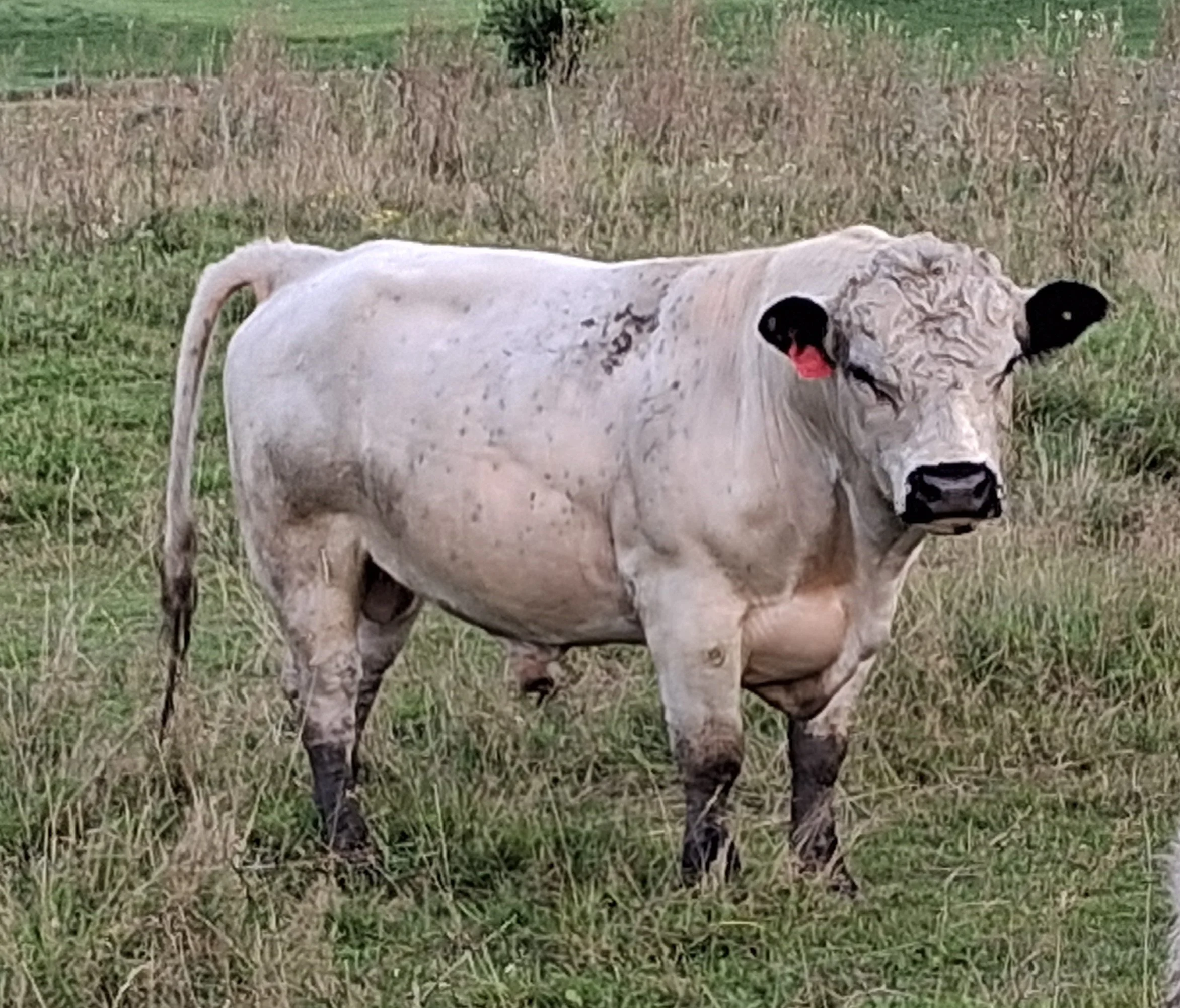 NT Orwin 477K Semen