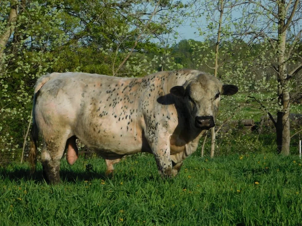 What Is Affordable for Your Herd Bull?