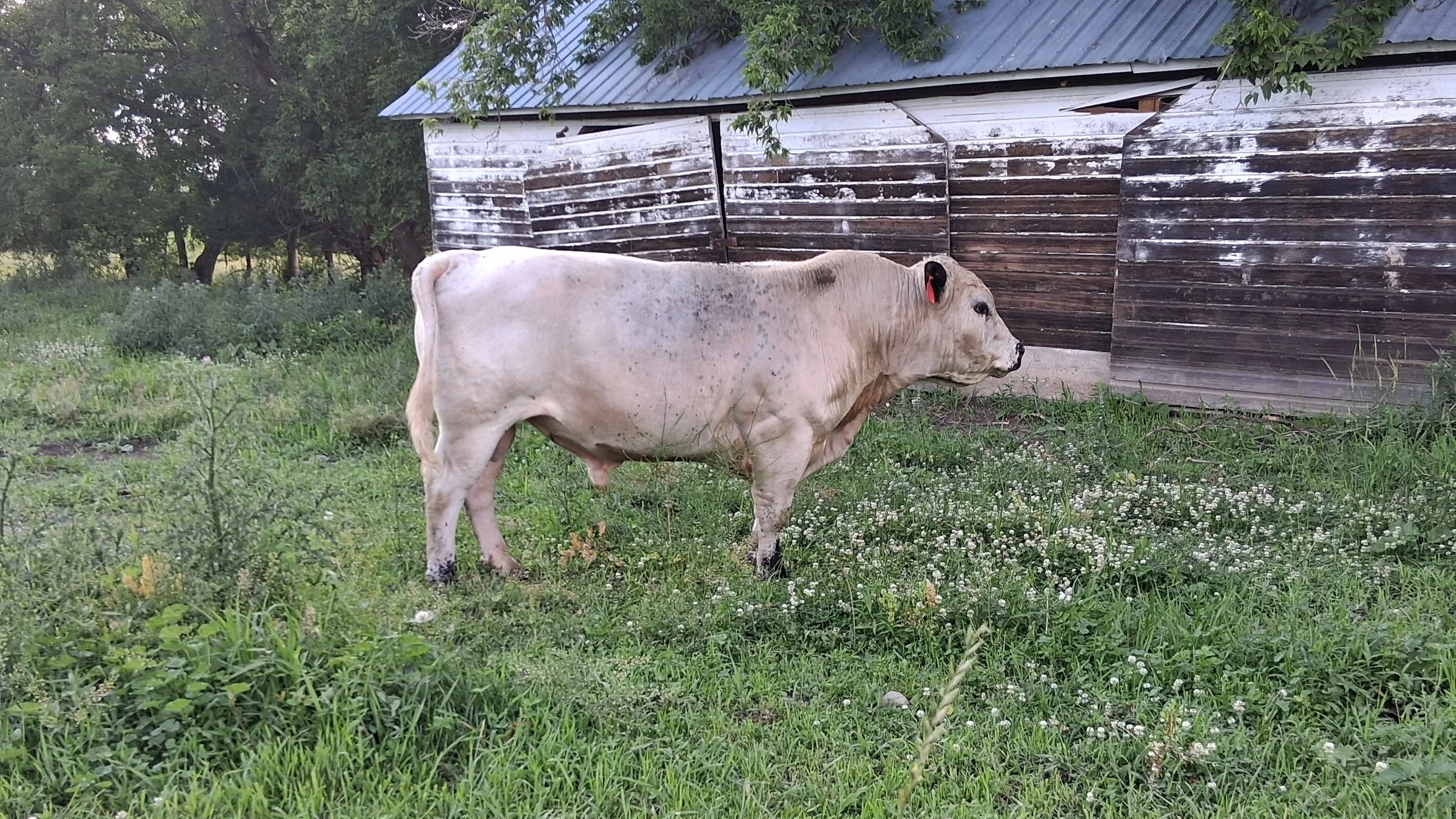 NT Orwin 477K Semen