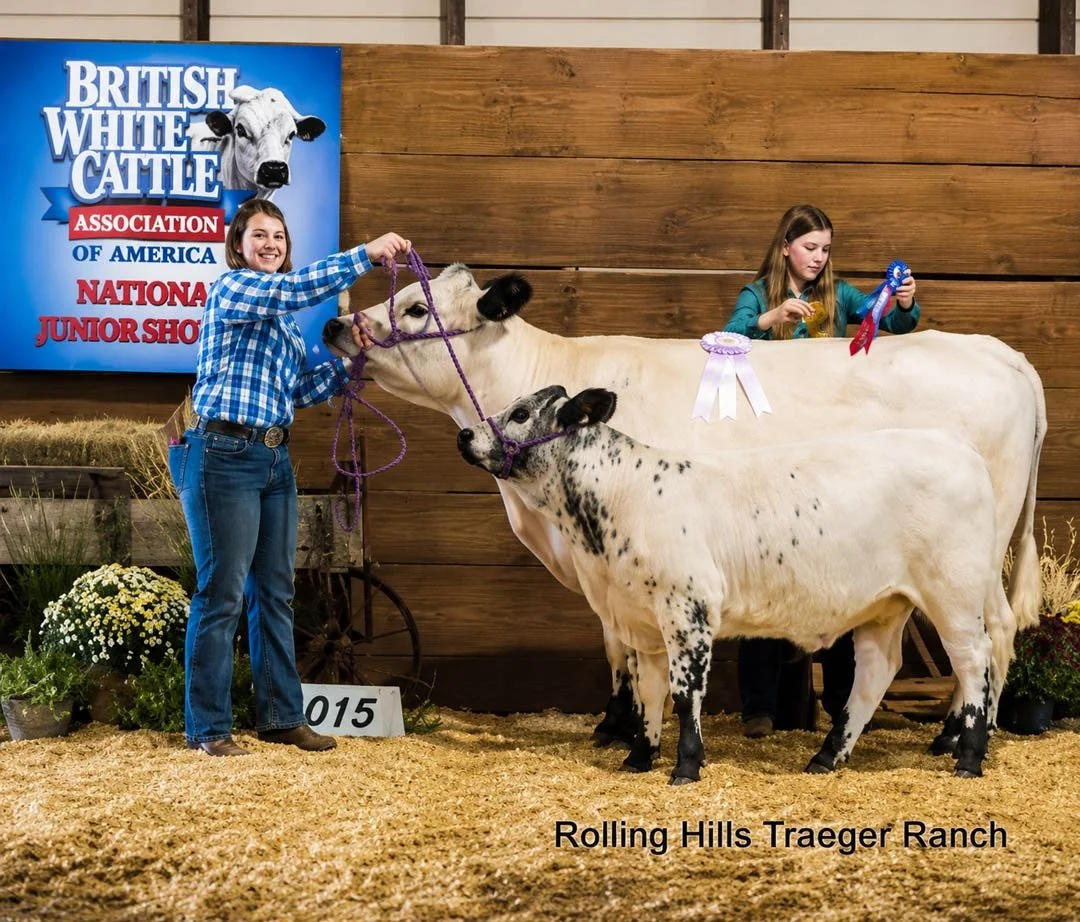 Preparing for Cattle Shows &amp; Sales