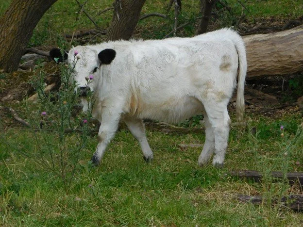 RHCC Cattle Customers